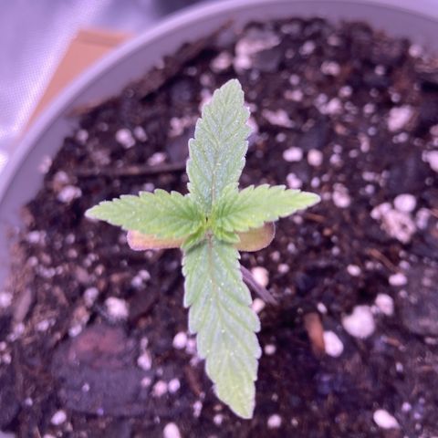 Karen growlog photo: Growing okay. Almost 3in 
