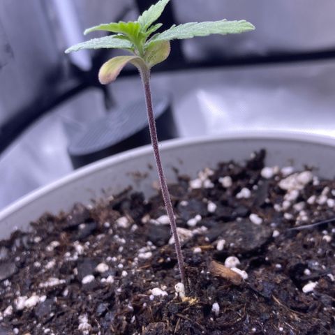Karen growlog photo: Growing okay. Almost 3in 