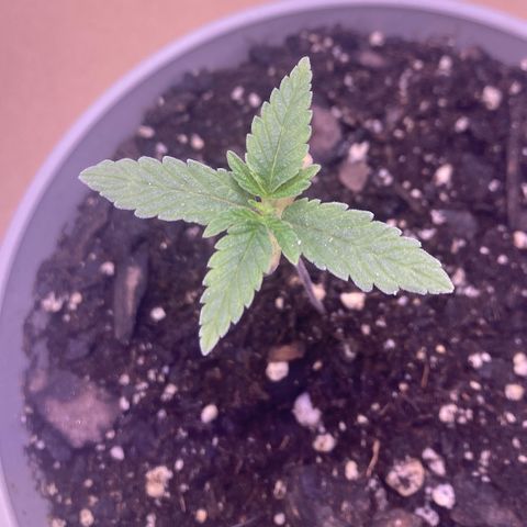 Karen growlog timeline photo