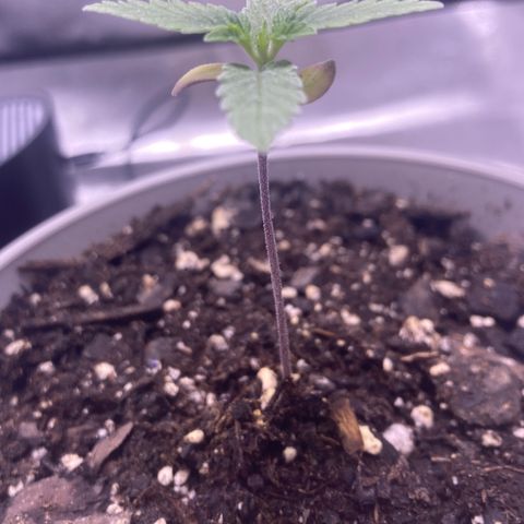 Karen growlog timeline photo