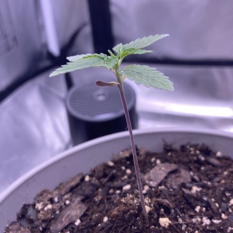 Karen growlog timeline photo