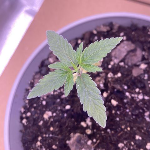 Karen growlog timeline photo