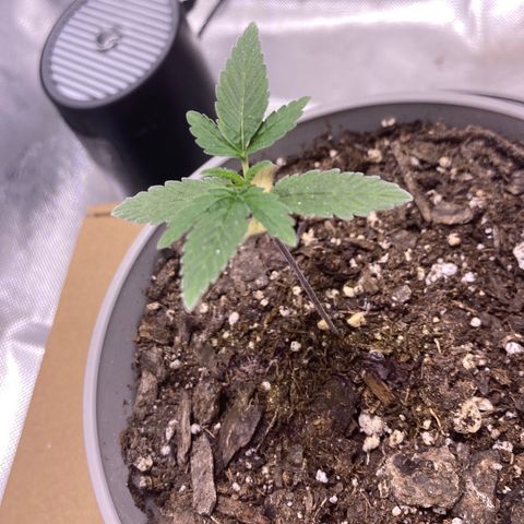 Karen growlog photo: Little over 3in. Growing well. 