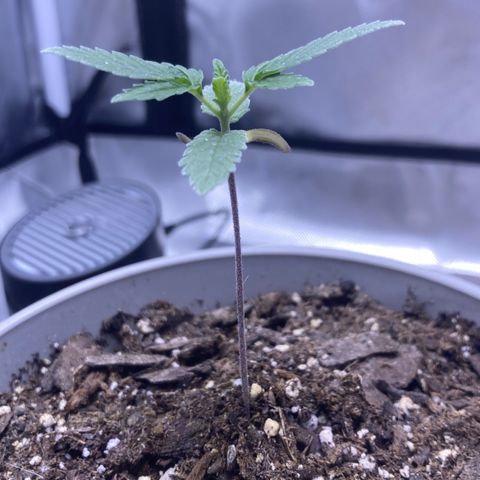 Karen growlog photo: Little over 3in. Growing well. 