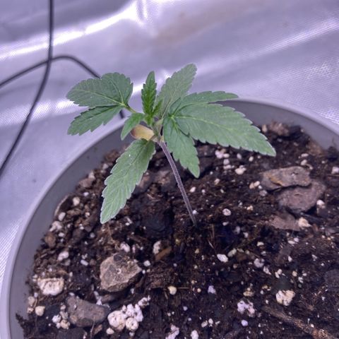Karen growlog photo: Growing well. 3rd set coming in. Almost 3 1/2 in 
