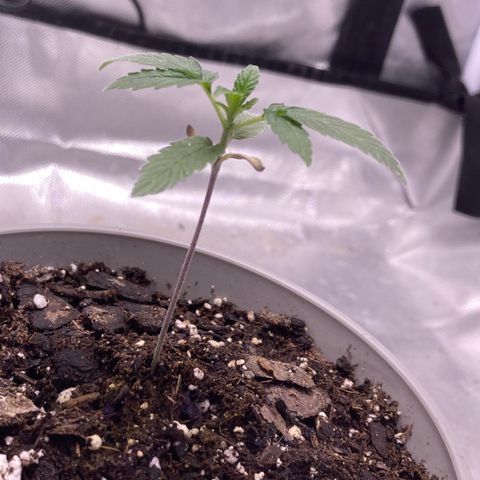 Karen growlog photo: Growing well. 3rd set coming in. Almost 3 1/2 in 