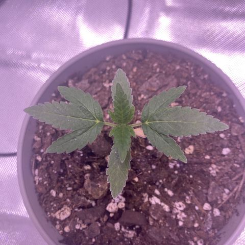 Karen growlog timeline photo