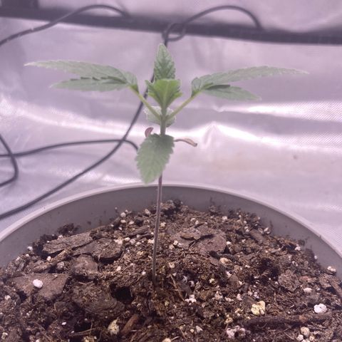Karen growlog timeline photo