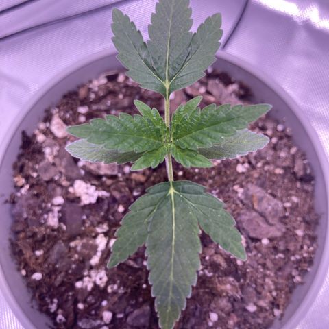 Karen growlog photo: 4th set starting to come in 