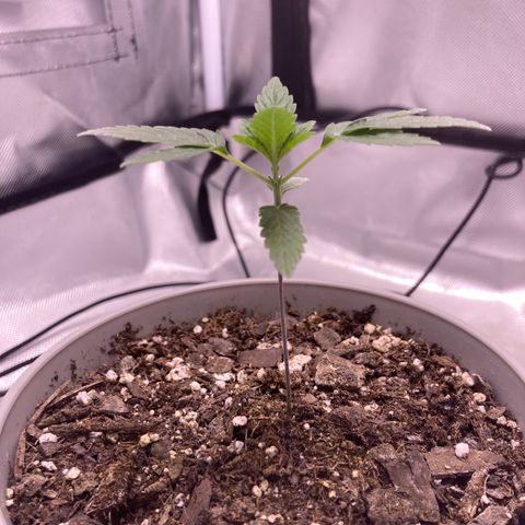 Karen growlog photo: 4th set starting to come in 