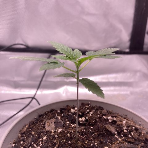 Karen growlog timeline photo
