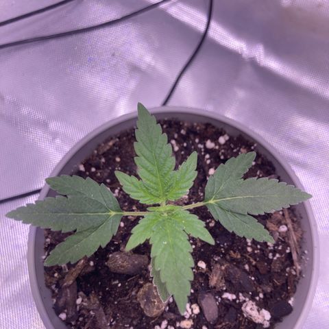 Karen growlog timeline photo