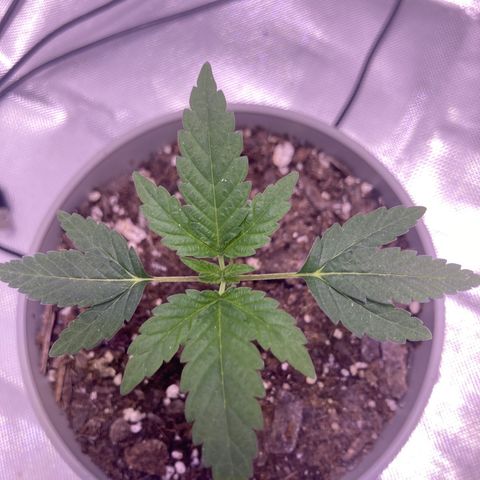 Karen growlog photo: First set of 5 fingered leaves coming in. 