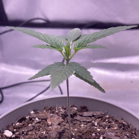 Karen growlog photo: First set of 5 fingered leaves coming in. 