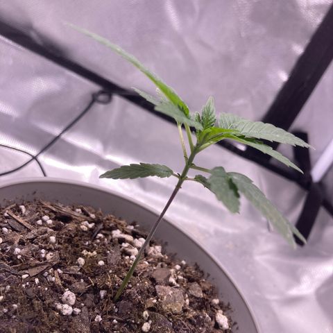 Karen growlog photo: First set of 5 fingers showing. Almost 4 in. 