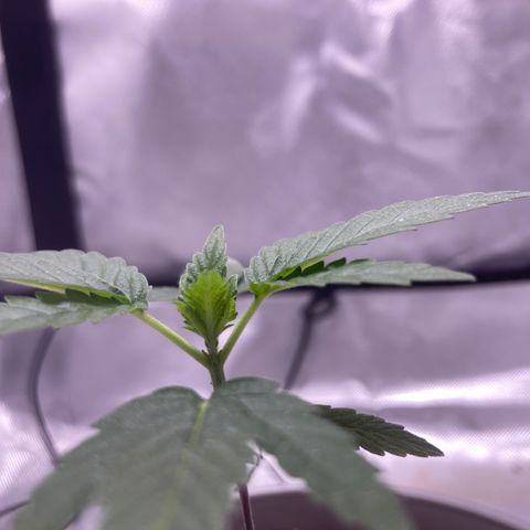 Karen growlog photo: First set of 5 fingers showing. Almost 4 in. 