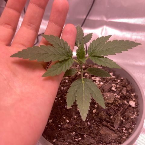 Karen growlog photo: First set of 5 fingers showing. Almost 4 in. 