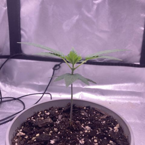 Karen growlog timeline photo
