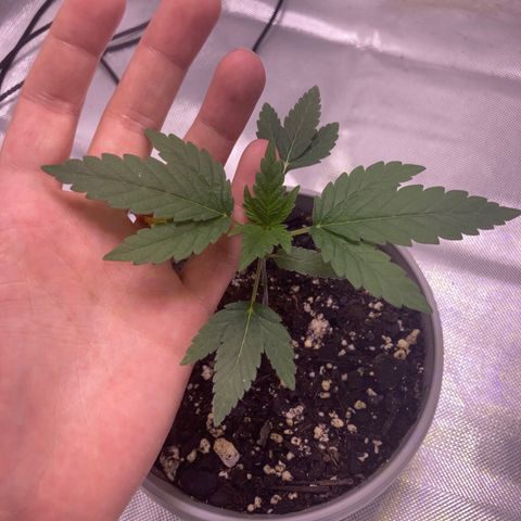 Karen growlog timeline photo