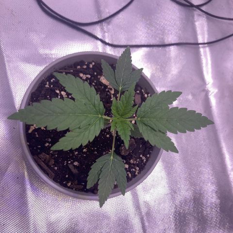 Karen growlog timeline photo