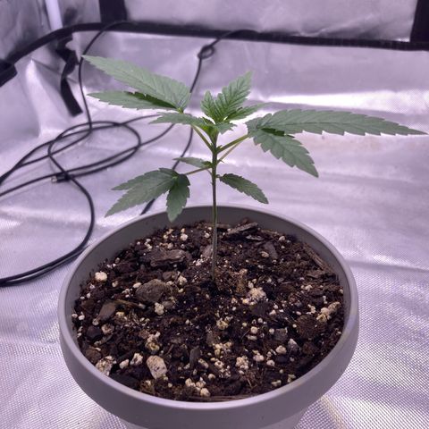 Karen growlog photo: Growing well. 4th node coming in. Plant roughly a little over 4in 