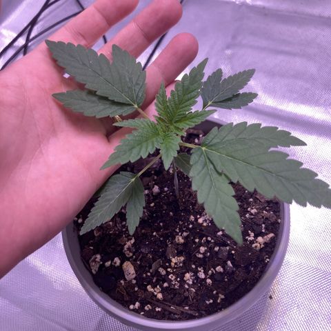 Karen growlog photo: Growing well. 4th node coming in. Plant roughly a little over 4in 