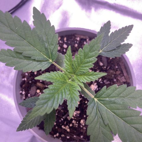 Karen growlog photo: Growing well. 4th node coming in. Plant roughly a little over 4in 