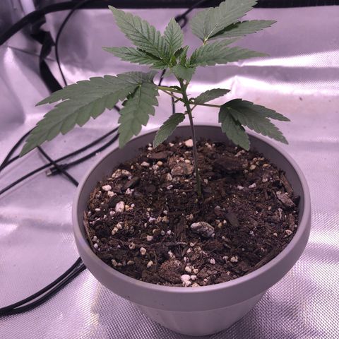 Karen growlog timeline photo