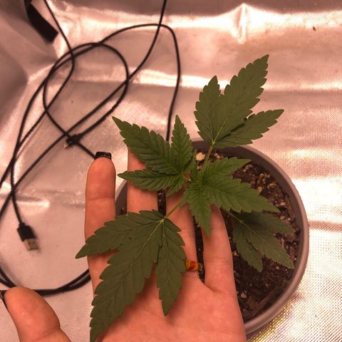 Karen growlog timeline photo