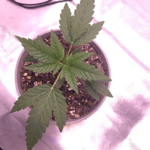 Karen growlog timeline photo