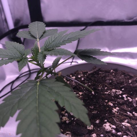 Karen growlog timeline photo