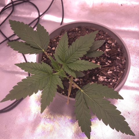 Karen growlog timeline photo