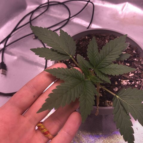 Karen growlog timeline photo