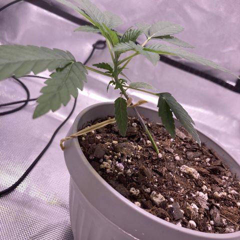 Karen growlog timeline photo