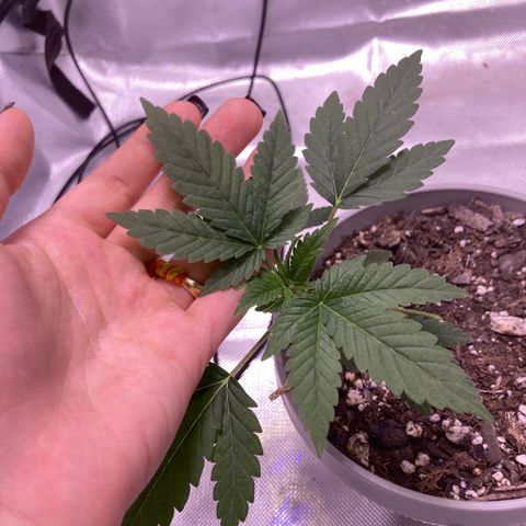 Karen growlog timeline photo