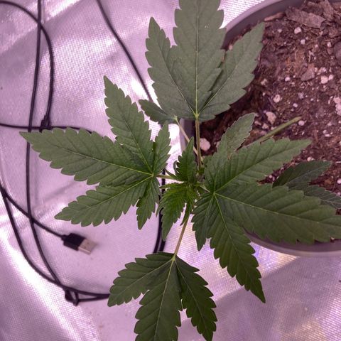 Karen growlog timeline photo