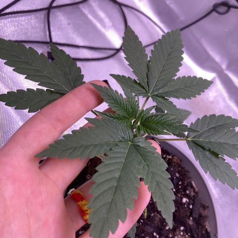 Karen growlog timeline photo