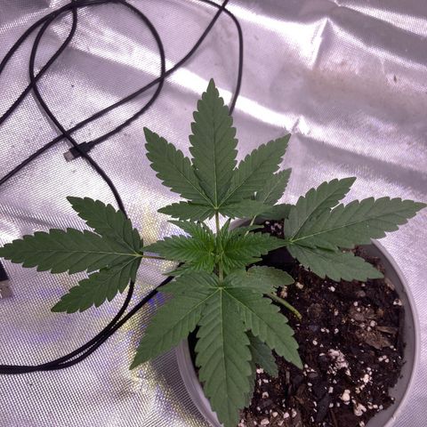 Karen growlog timeline photo