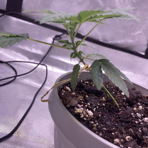 Karen growlog timeline photo