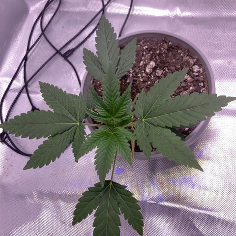 Karen growlog photo: Canopy almost at 4in again. 
