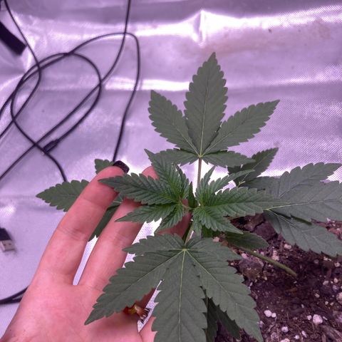 Karen growlog photo: Canopy almost at 4in again. 