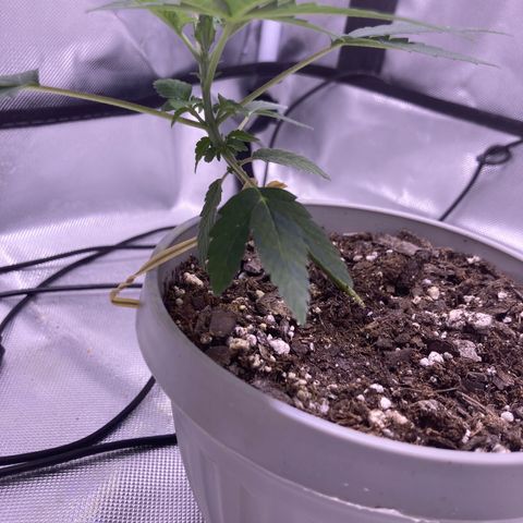 Karen growlog photo: Canopy almost at 4in again. 