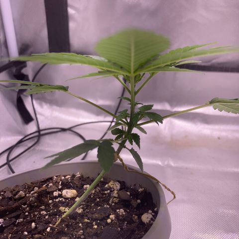 Karen growlog timeline photo