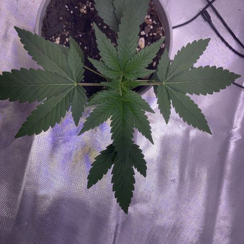 Karen growlog timeline photo