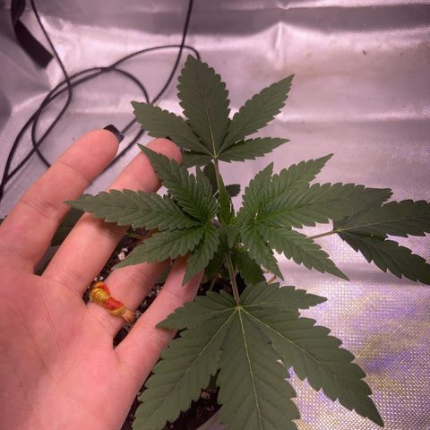 Karen growlog timeline photo