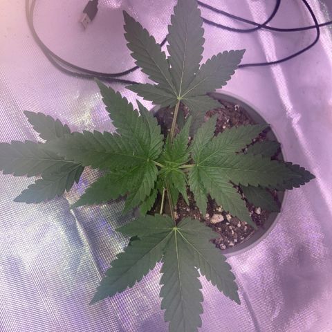 Karen growlog photo: Canopy 4in