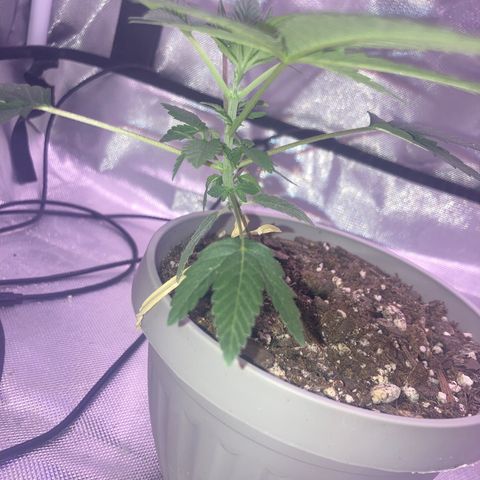 Karen growlog photo: Canopy 4in