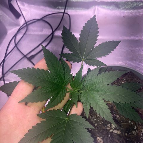 Karen growlog photo: Canopy 4in