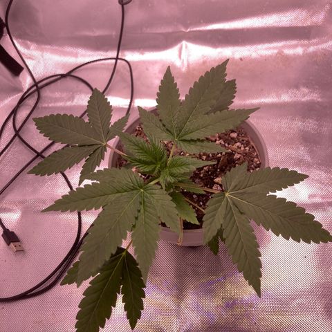 Karen growlog timeline photo