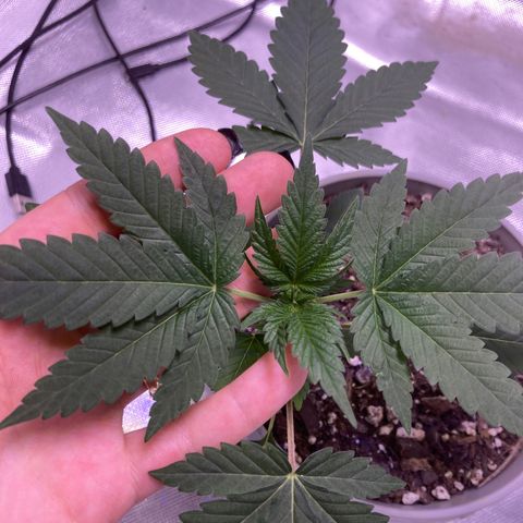 Karen growlog timeline photo